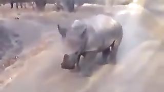 Rhinoceros imitating sheep