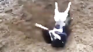 A dog that became a pain in the  to dig a hole in the middle of the road.
