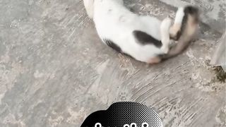 Why this cat