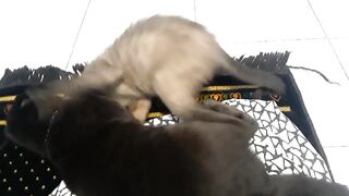 Kucing Lucu 3
