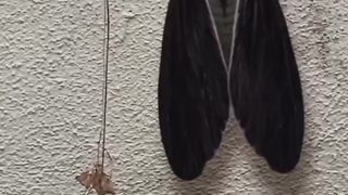 mysterious butterfly