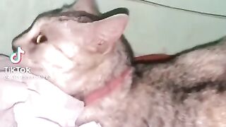 FUNNY CATS & DOGS ON TIKTOK COMPILATION (PART 2) cats dogs tiktok