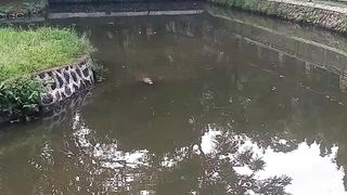 Crocodile Alligator Eat Bird Kid