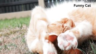Funny cat