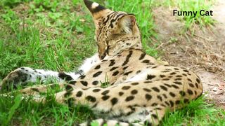 Sweet cat is sleeping
