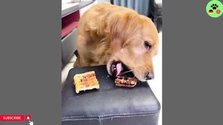 Best Funny Cats Dogs & Pets Compilation Hilarious Animal Moments