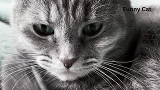 Sweet black cat