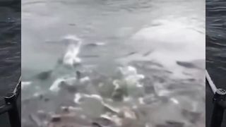 This Man Hits the Head of a Crocodile
