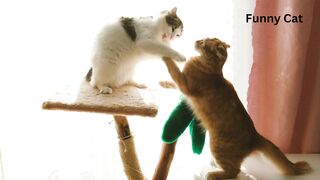 Two cats playing with each other