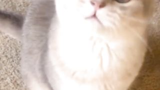Kasihan kucingnya????