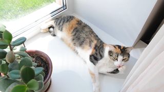 Sweet striped cat