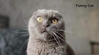 Sweet brown cat