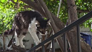 Crossing cat
