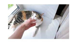 Striped cat playing