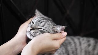 Cute cat face