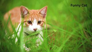 Cute cat is jumping