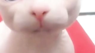 Funny cat 153