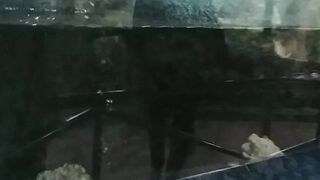 ArWana AlliGator Fish Dinosaurus