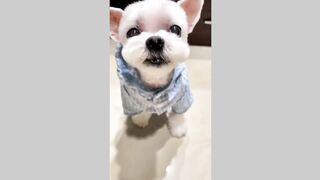 cute dog (Tiktot)