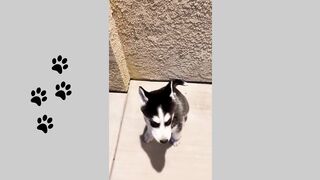 Funny Dog