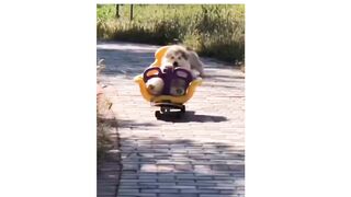 cute dog (tiktok)