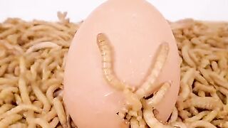 replaying mealworms vs boiled egg with shell