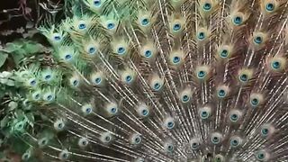Amazing peacock