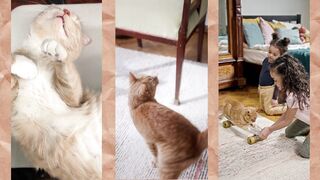 A Day In The Life Of An Orange Tabby