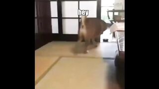 Funny cats/dogs