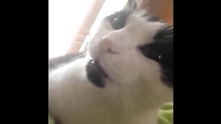 ancient_forgotten_animal_vines_to_watch_when_you_re_dep_gCAYhUkKUjU