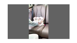 cute pupy (tiktok video)