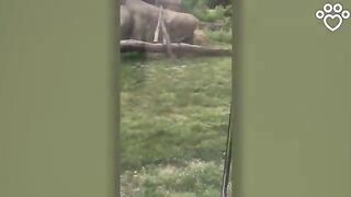 Lion tries to pounce on a little girl