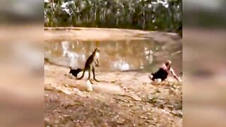 How to survive a kangaroo attack