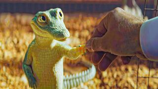 IN NEW YORK CITY, A FAMILY DISCOVERED THAT A FRIENDLY CROCODILE IS LIVING IN THEIR ATTIC