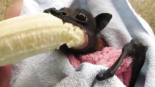Rescued Bat enjoys a banana