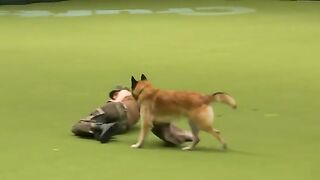 Amazing dog performs squats and press ups