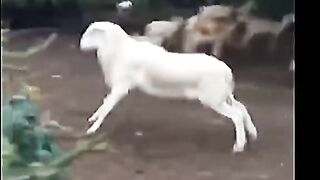 Funny Animals | Try Not To Laugh | Funny Animals Moments