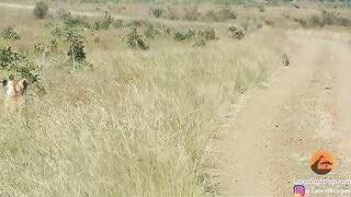 Warthog walks right into lions