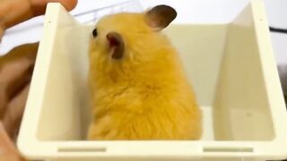 The most cute baby animals