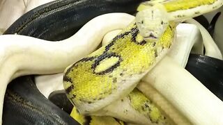 20ft Python Bit The Cameraman!
