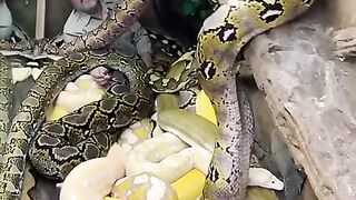 Surrounded By Giant Pythons