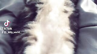 Cute cat