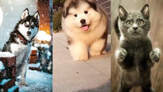 So cute pet