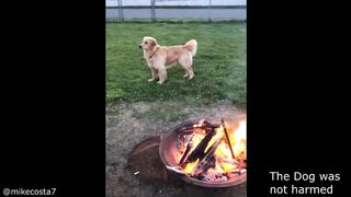 Dog that Loves to Eat Fire