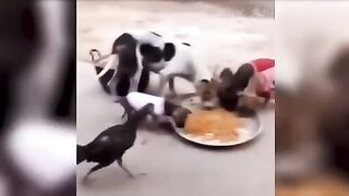 Funny Animals Club