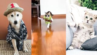 Fashion Show (Cat & Dog)