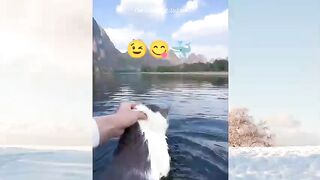 This cat love to swim