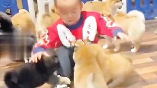 Cute baby funny doges