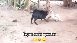 enjoy   vairl video