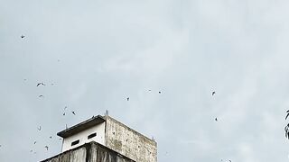 Mockingbird 4